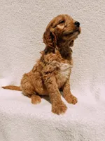 Scout, a male Goldendoodle for sale in Batesville, AR – Photo 2 of 6
