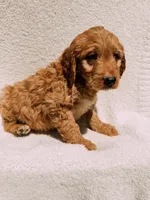 Scout, a male Goldendoodle for sale in Batesville, AR – Photo 5 of 6