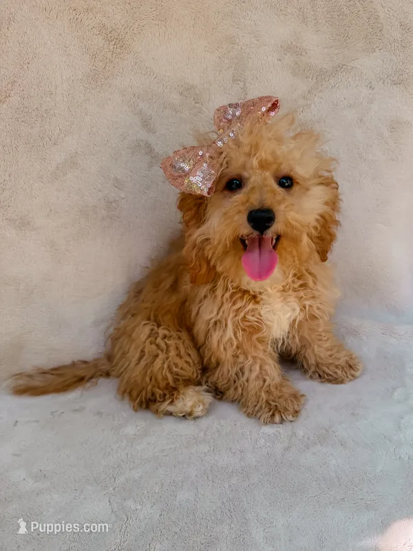 Elsie – Maltipoo puppy for sale in Batesville, AR