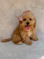 Elsie, a female Maltipoo for sale in Batesville, AR – 1 of 10