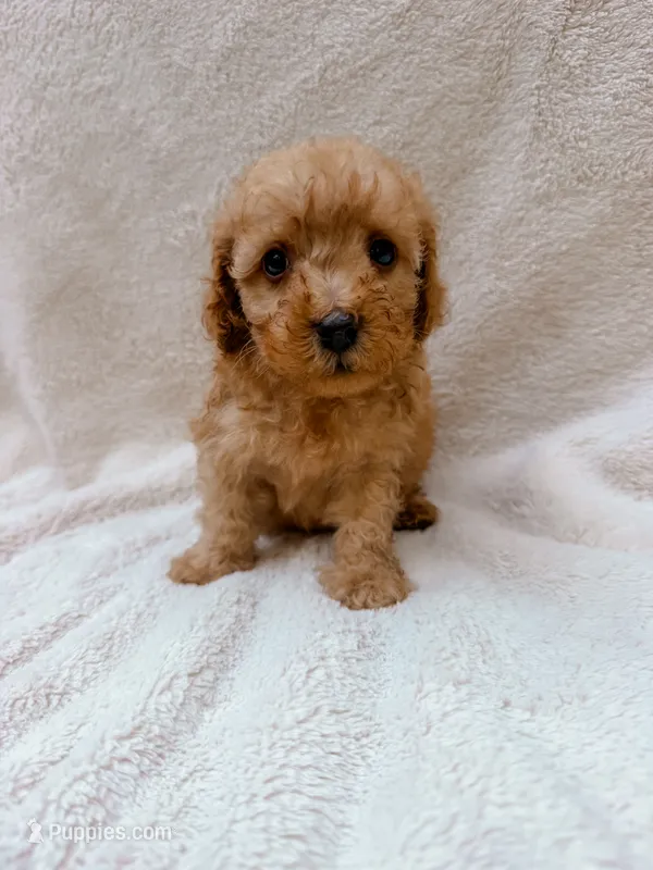 Blue – Cavapoo puppy for sale in Batesville, AR