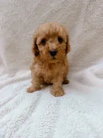 Blue, a male Cavapoo for sale in Batesville, AR – 1 of 3