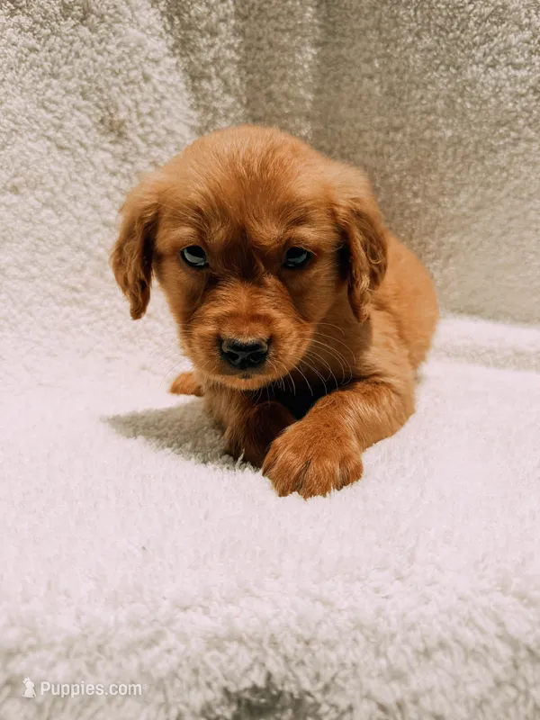 Orange – Golden Retriever puppy for sale in Batesville, AR