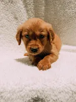Orange, a male Golden Retriever for sale in Batesville, AR – 1 of 7