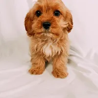 Copper, a male Cavapoo for sale in Batesville, AR – Photo 7 of 10