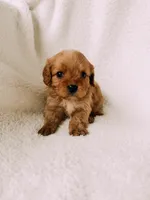 processed/a92876b7-2e87-4b1d-8cf0-d43b90c0f9fd/listing/31c49739-2c4a-49a3-9d52-f424e8ec80ef/130c65d6-ca0d-450b-87e6-0ecfe506584a