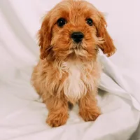 Copper, a male Cavapoo for sale in Batesville, AR – Photo 5 of 10