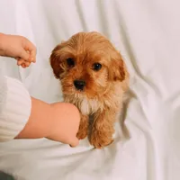 Copper, a male Cavapoo for sale in Batesville, AR – Photo 9 of 10