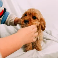 Copper, a male Cavapoo for sale in Batesville, AR – Photo 8 of 10