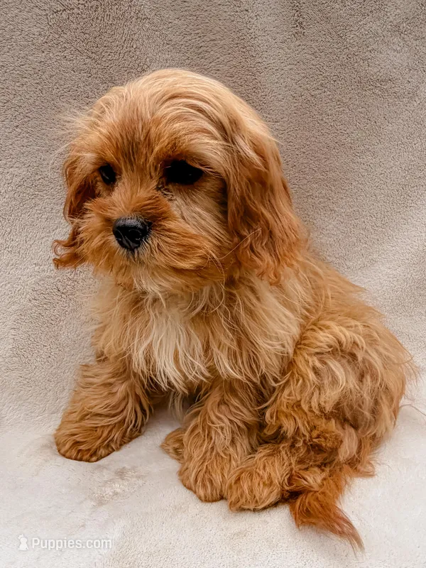 Copper – Cavapoo puppy on hold in Batesville, AR