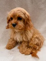 Copper, a male Cavapoo for sale in Batesville, AR – Photo 1 of 10