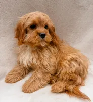 Copper, a male Cavapoo for sale in Batesville, AR – Photo 2 of 10