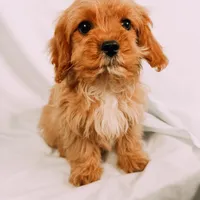 Copper, a male Cavapoo for sale in Batesville, AR – Photo 4 of 10