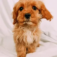 Copper, a male Cavapoo for sale in Batesville, AR – Photo 6 of 10