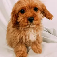 Copper, a male Cavapoo for sale in Batesville, AR – Photo 3 of 10