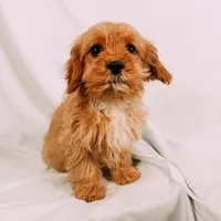 Copper, a male Cavapoo for sale in Batesville, AR – Photo 10 of 10