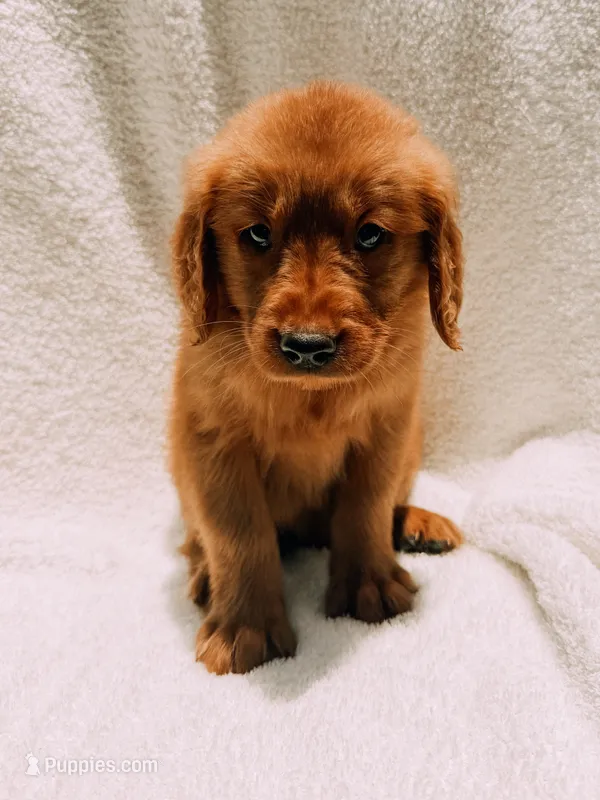 Red – Golden Retriever puppy for sale in Batesville, AR