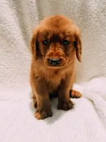 Red, a male Golden Retriever for sale in Batesville, AR – 1 of 9