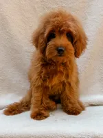 Red, a male Cavapoo for sale in Batesville, AR – 5 of 9