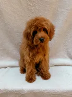 Red, a male Cavapoo for sale in Batesville, AR – 2 of 9