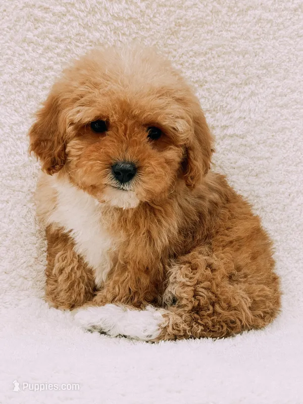 Elsie – Maltipoo puppy for sale in Batesville, AR