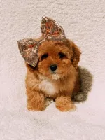 Elsie, a female Maltipoo for sale in Batesville, AR – Photo 7 of 10