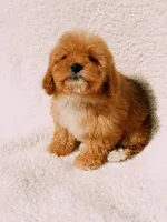 Elsie, a female Maltipoo for sale in Batesville, AR – Photo 10 of 10