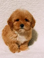 Elsie, a female Maltipoo for sale in Batesville, AR – Photo 4 of 10