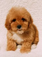 Elsie, a female Maltipoo for sale in Batesville, AR – Photo 6 of 10