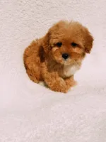 Elsie, a female Maltipoo for sale in Batesville, AR – Photo 8 of 10