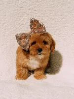 Elsie, a female Maltipoo for sale in Batesville, AR – Photo 3 of 10