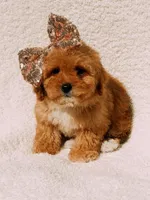 Elsie, a female Maltipoo for sale in Batesville, AR – Photo 5 of 10