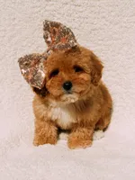 Elsie, a female Maltipoo for sale in Batesville, AR – Photo 2 of 10