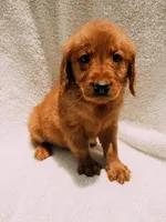 Red, a male Golden Retriever for sale in Batesville, AR – 7 of 9