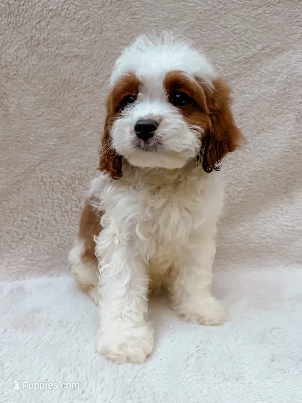 Milo – Cavapoo puppy for sale in Batesville, AR