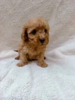 Blue, a male Cavapoo for sale in Batesville, AR – 3 of 3