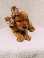 Rose gold, a female Golden Retriever for sale in Batesville, AR – 7 of 10