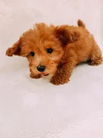 Chester, a male Maltipoo for sale in Batesville, AR – 6 of 8