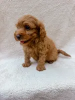 Green, a male Cavapoo for sale in Batesville, AR – 4 of 8
