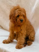 Copper, a male Cavapoo for sale in Batesville, AR – 4 of 7
