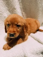 Black, a male Golden Retriever for sale in Batesville, AR – 3 of 5