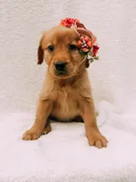 Pink, a female Golden Retriever for sale in Batesville, AR – 5 of 7