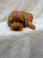 Red, a male Cavapoo for sale in Batesville, AR – 7 of 8
