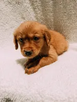 Orange, a male Golden Retriever for sale in Batesville, AR – 5 of 7