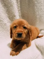 Black, a male Golden Retriever for sale in Batesville, AR – 4 of 5