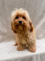 Beauty, a female Cavapoo for sale in Batesville, AR – 3 of 10