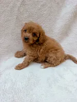 Pink, a female Cavapoo for sale in Batesville, AR – 2 of 5
