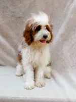 Milo, a male Cavapoo for sale in Batesville, AR – 8 of 8