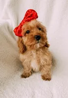 processed/a92876b7-2e87-4b1d-8cf0-d43b90c0f9fd/listing/4e359c9a-cd25-4cf5-97de-b238f2efd332/0389deaa-c9af-45bc-902b-165abfb536c4