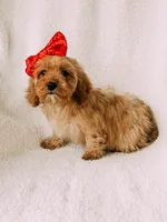 processed/a92876b7-2e87-4b1d-8cf0-d43b90c0f9fd/listing/4e359c9a-cd25-4cf5-97de-b238f2efd332/0c0e4d9d-c9a6-49fb-a71b-adbb651bee84